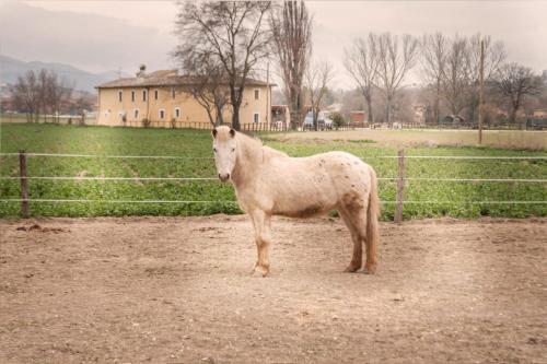 Agriturismo Stovali Da Lustrinu