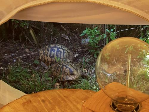 Hoopoe Glamping