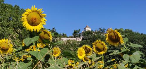 Manoir Le Bourg, Touffailles