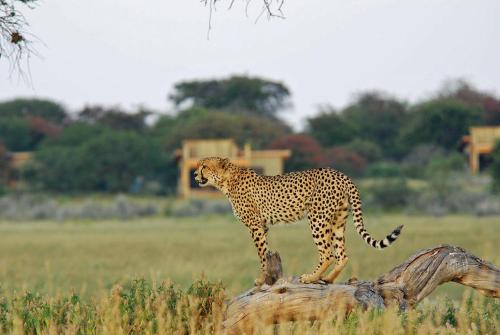 Wilderness Safaris Kalahari Plains