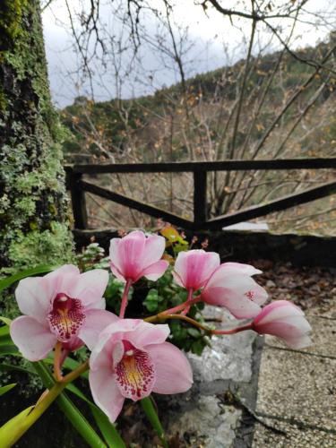 Casa em Xisto na Serra da Lousã, Gondramaz in Gondramaz