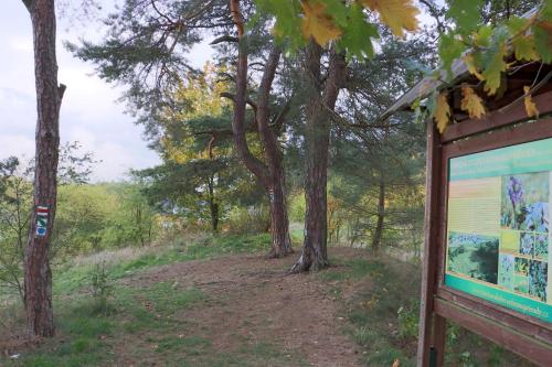 Komorni Hurka - image 13