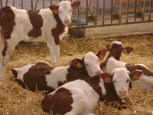 La ferme de la Velle