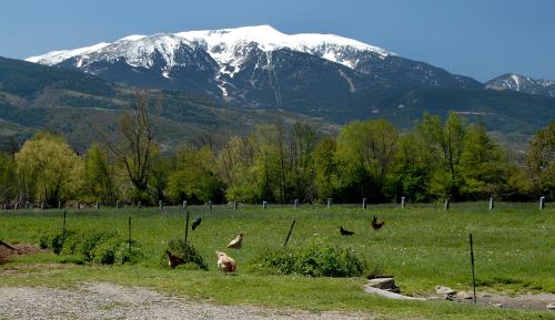 Mas Mallol - image 11