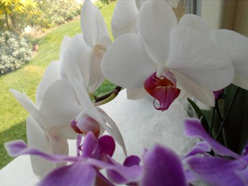 B&B Rosalu - Adults Only 3