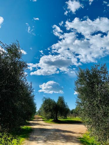 Tenuta Agricola Fraschiera - image 8