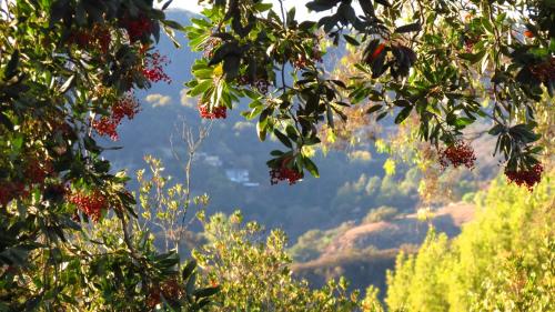 Topanga Canyon Inn Bed and Breakfast