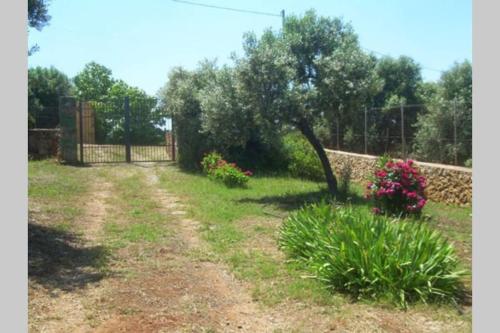 Narcisi, Alghero (foto 8)