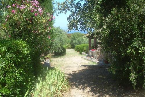 Narcisi, Alghero (foto 10)