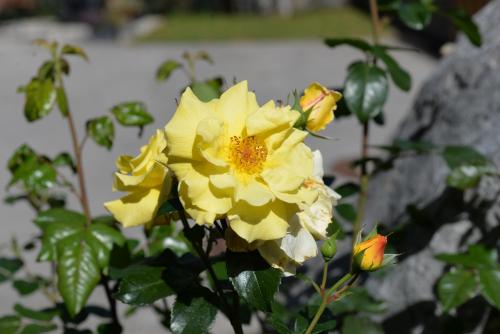 Haus Dietz Haus Dietz