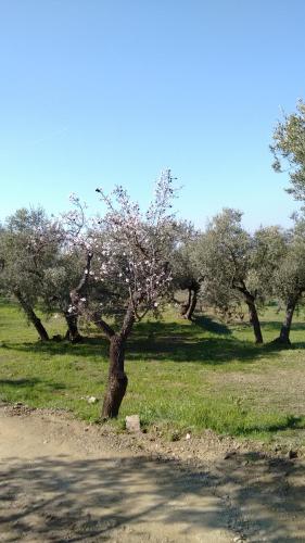 Cal Joanet, acollidora caseta a Gratallops