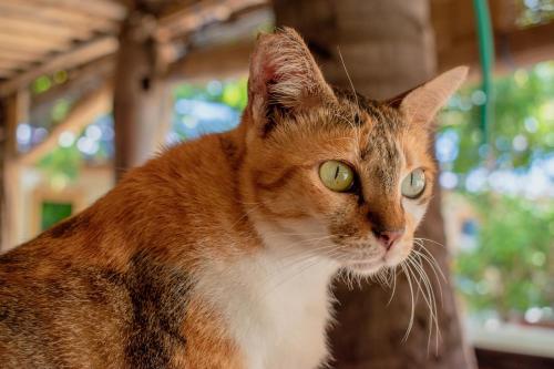 Jati Village, Party Hostel and Bungalows – Gili Trawangan, ID