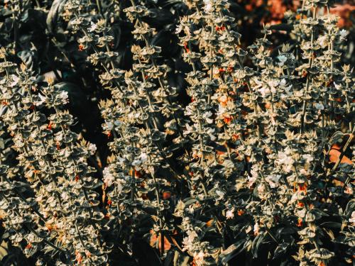 Gospodarstwo Agroturystyczne Anielin