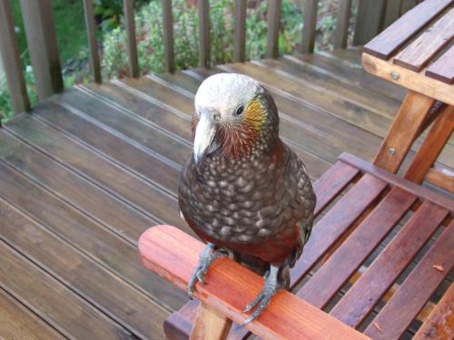 The Bay Motel – Stewart Island, WA