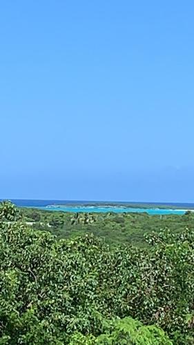 Turtles Nest Bahamas