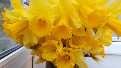 Falmouth Lodge Backpackers