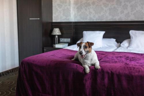 1 queen bed, 1 sofa bed