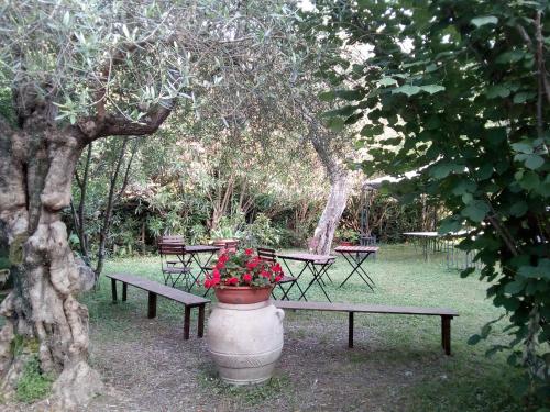 Gli Ulivi Bed & breakfast - Accommodation - Fosdinovo