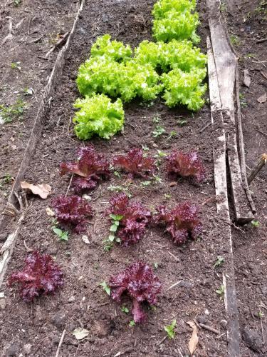 La Zenerchi La Zenerchi