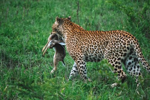 Honeyguide Tented Safari Camps - Mantobeni