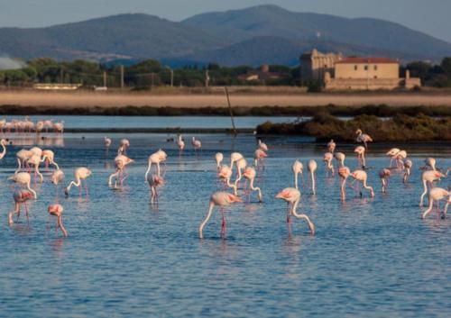 Affittacamere orbetello centro