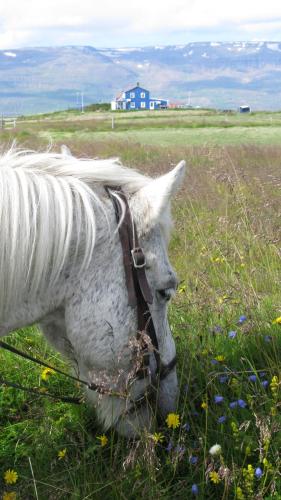 Jahanje, Húsey Hostel & Horsefarm (Husey Hostel & Horsefarm) in Egilsstadir