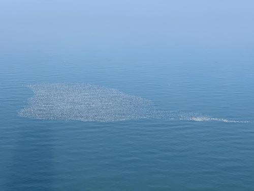 Panorama Orbi City