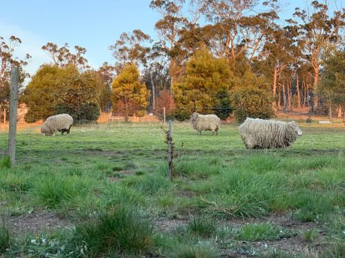 Couples Retreat with Mountain View Near Hobart