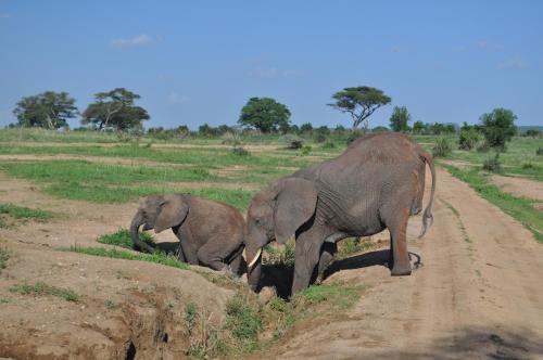 Elephant Rock Luxury Camp Tarangire