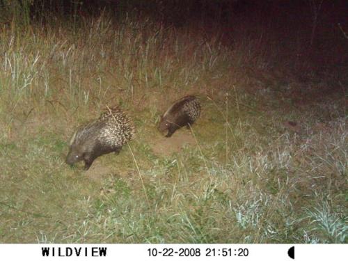 Giant's View Village Giant's View Village