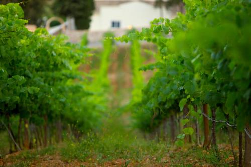  Quinta dos Vales Wine Estate in Estômbar