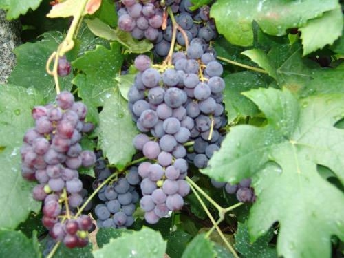 Quinta de Santa Marinha