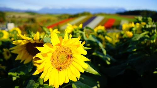 Furano Natulux Hotel