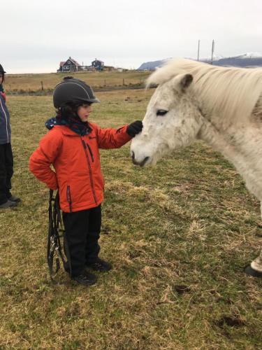 Húsey Hostel & Horsefarm