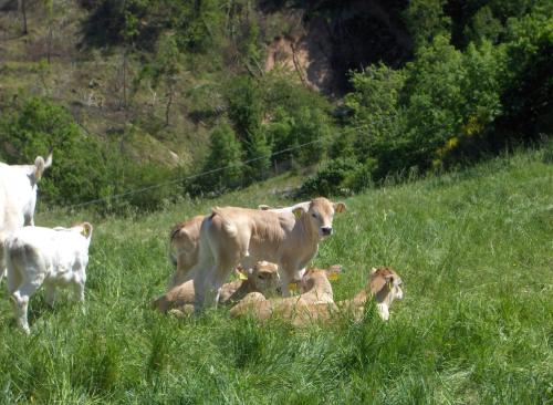 Villa Colticciola Agriturismo Marche