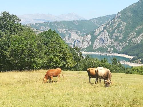 Vignjišta - image 14