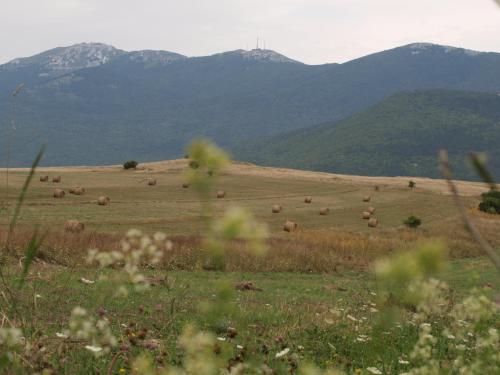 Rooms Žigić - image 14