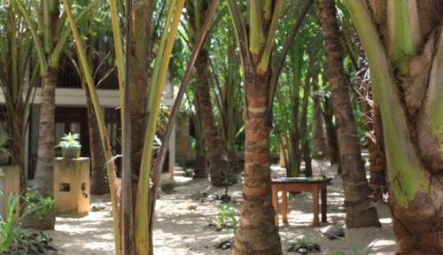 The Alpha Monkey hotel & Tree house
