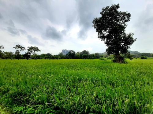 Lakmini Lodge Sigiriya