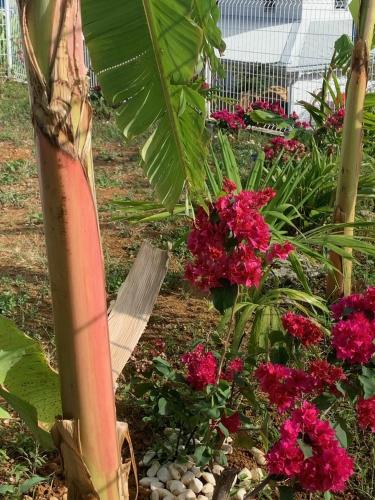 Bleu Cannelle et Petimo Bleu Cannelle et Petimo