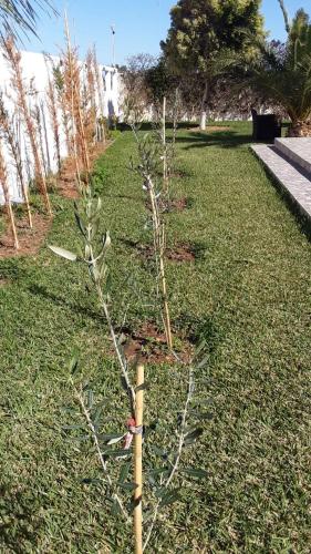 Villa CLIMATISEE avec piscine privée, ras el ma (Villa CLIMATISEE avec piscine privee, ras el ma) in 사이디아