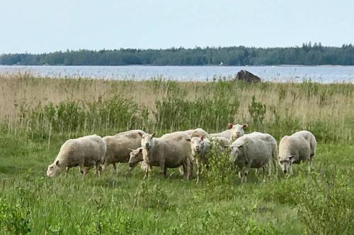 H A R R B Å D A - kaksi mökkiä merenrannalla