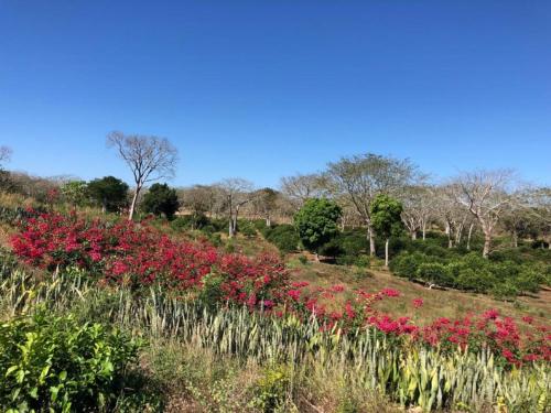 Hacienda Uxmal Plantation & Museum