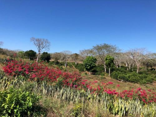 Hacienda Uxmal Plantation & Museum