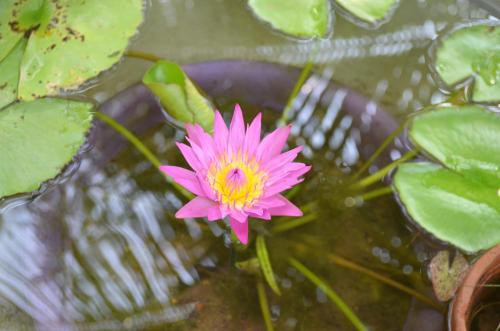 Agro Village Resort , Kalpitiya