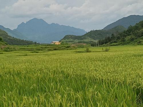 Ly Ta Nhui Homestay