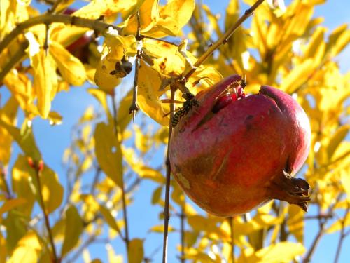  Agriristoro Podere S. Andrea in Massa Marittima