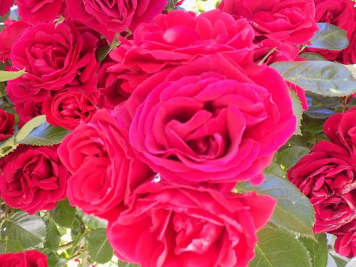 Des Roses Hotel - image 2