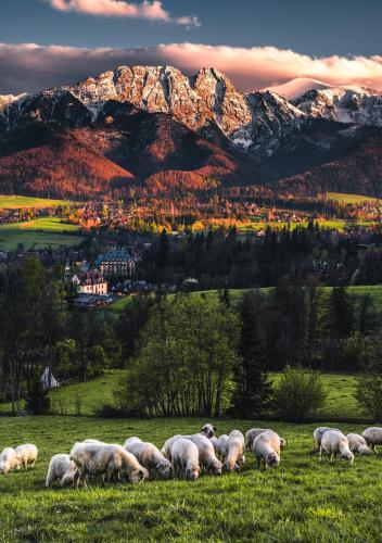 Villa jumper widok na całe Tatry łazienka nie jest w pokoju i jest wspólna z innymi ludźmi, Zakopane