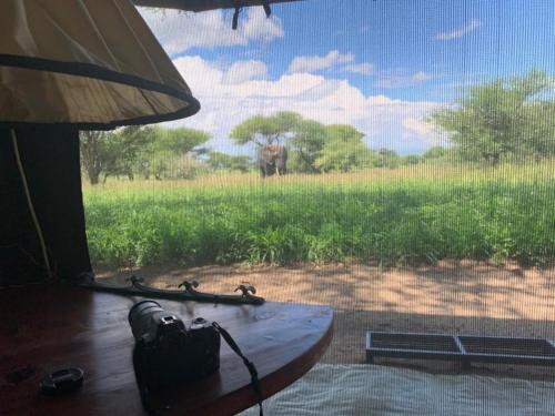 Honeyguide Tarangire Camp